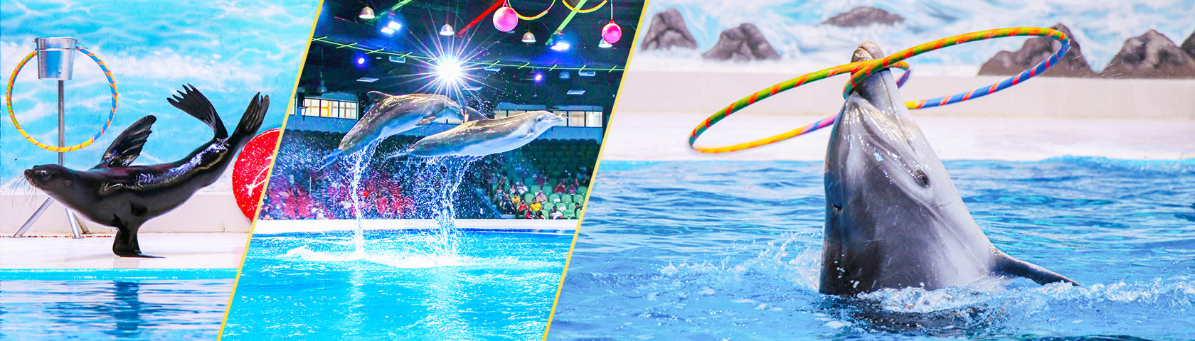Dolphin_Show_Landscape1.jpg