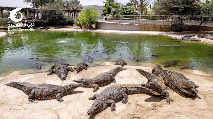 Dubai_Crocodile_Park.jpg