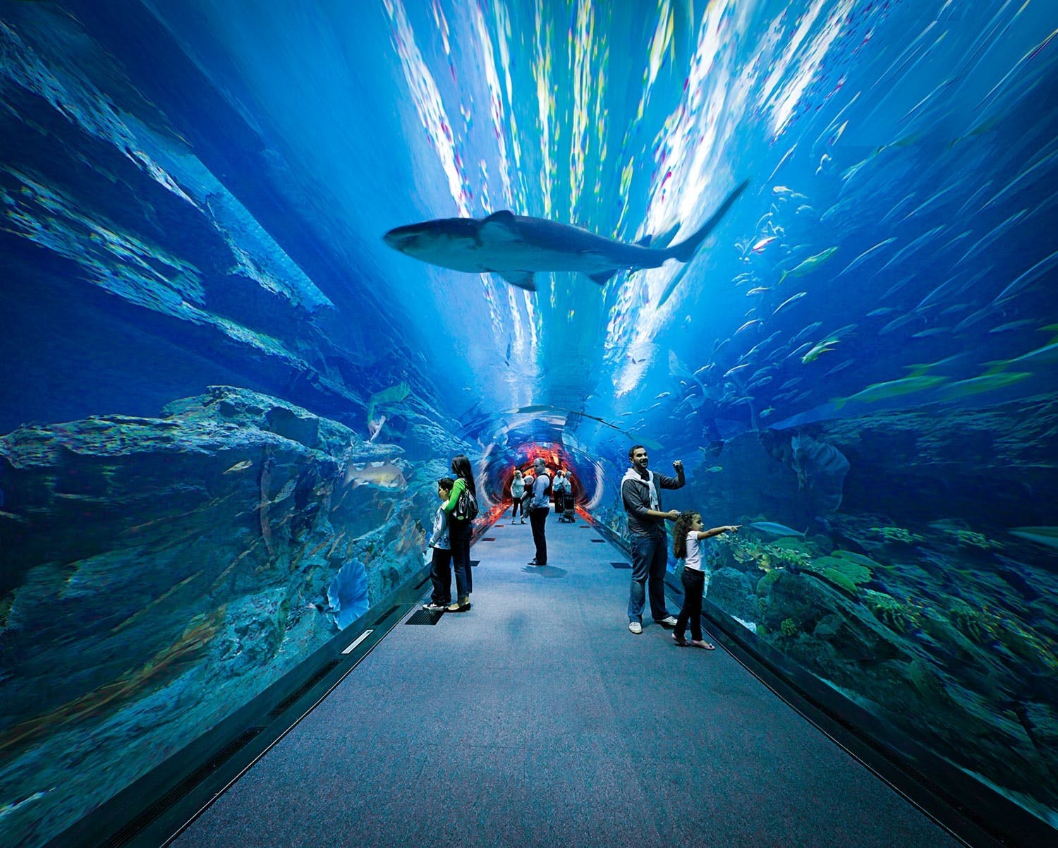 Dubai_Mall_Under_Water_Zoo.jpeg